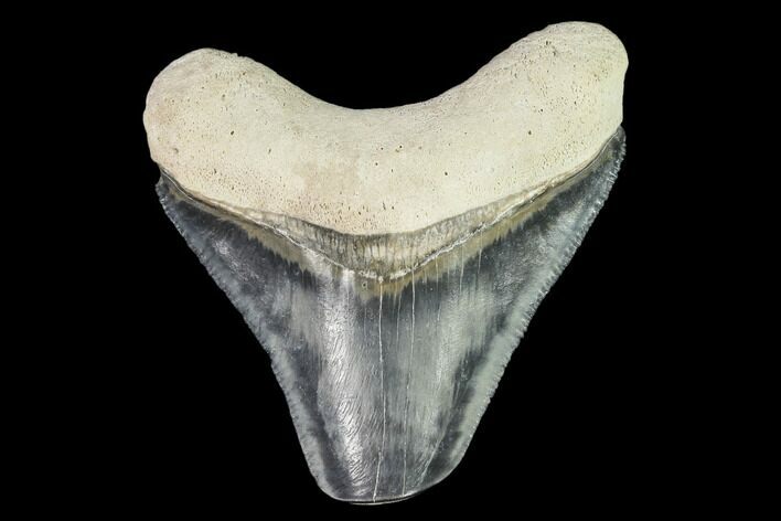 Fossil Megalodon Tooth - Florida #108398